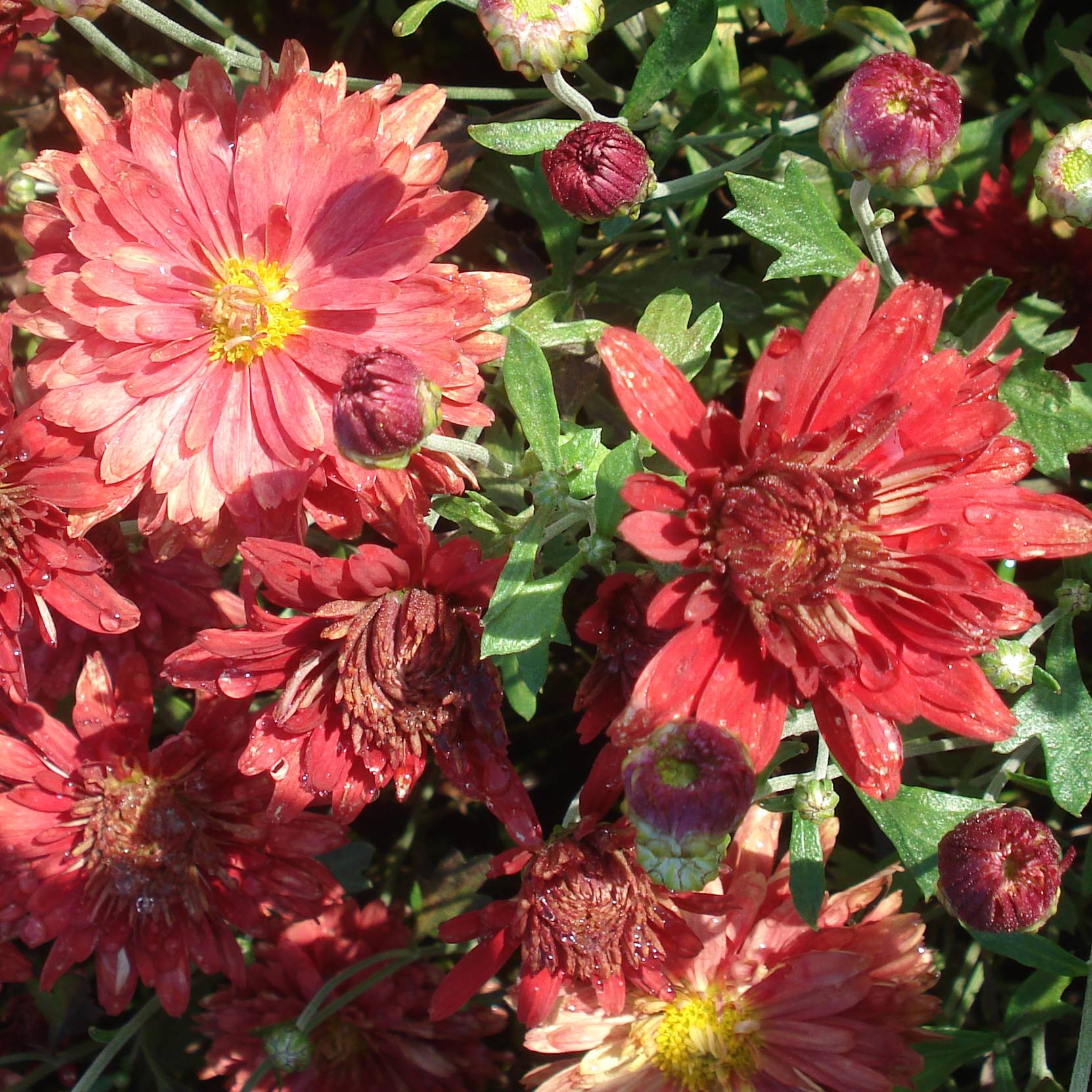 Chrysanthème rubellum Duchess of Edinburgh - Marguerite d'automne Godet de 8/9 cm
