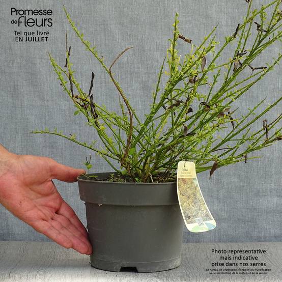 Genêt à balais - Cytisus scoparius Andreanus Pot de 2L/3L - Image 2