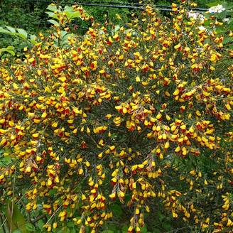 Genêt à balais - Cytisus scoparius Andreanus Pot de 2L/3L
