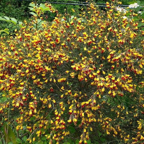 Genêt à balais - Cytisus scoparius Andreanus Pot de 2L/3L