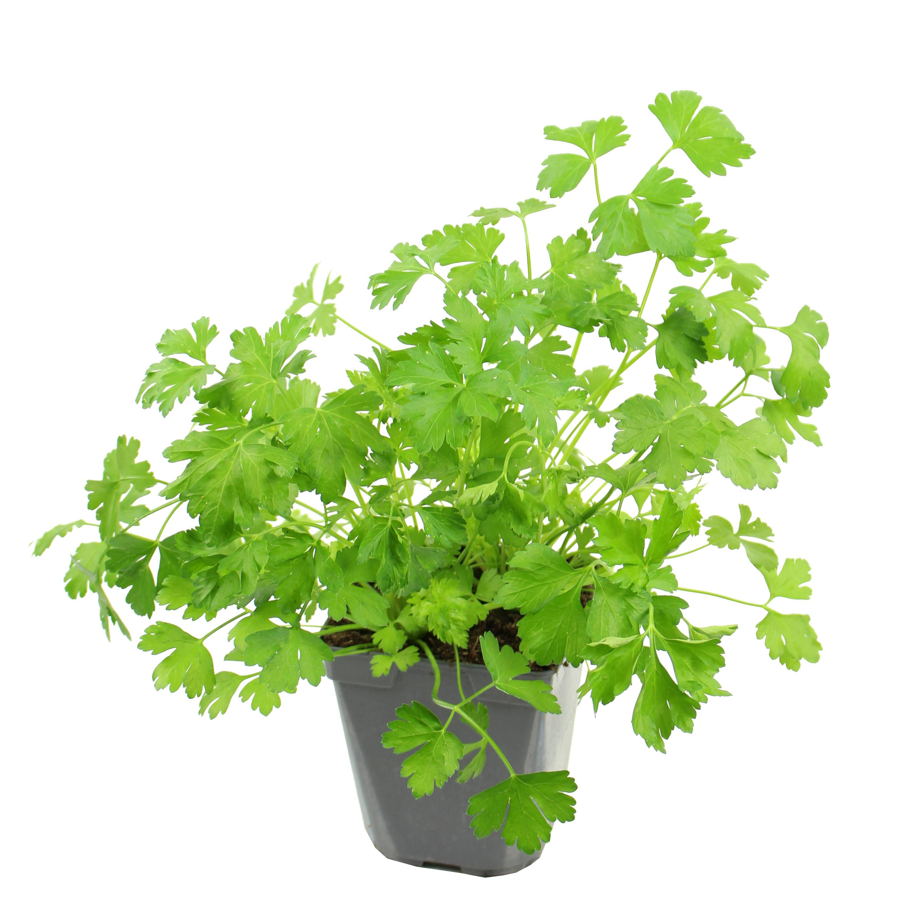 Persil simple pot de 1 litre - Image 1