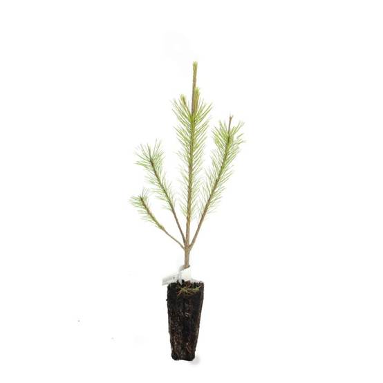 Pin de Salzmann (Pinus nigra subsp. salzmannii) - Godet - Taille 13/25cm - Pépinières Naudet - Image 3