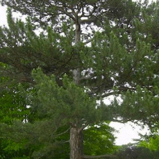 Pin de Salzmann (Pinus nigra subsp. salzmannii) - Godet - Taille 13/25cm - Pépinières Naudet - Image 1