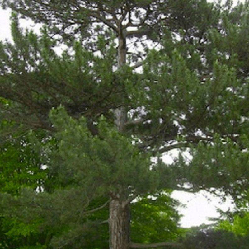 Pin de Salzmann (Pinus nigra subsp. salzmannii) - Godet - Taille 13/25cm - Pépinières Naudet
