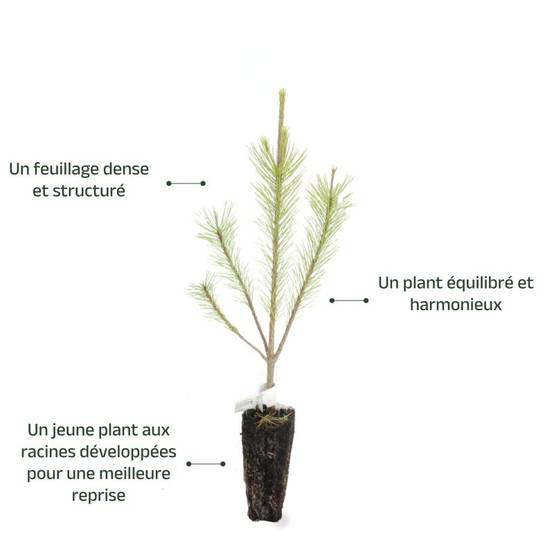 Pin de Salzmann (Pinus nigra subsp. salzmannii) - Godet - Taille 13/25cm - Pépinières Naudet - Image 4
