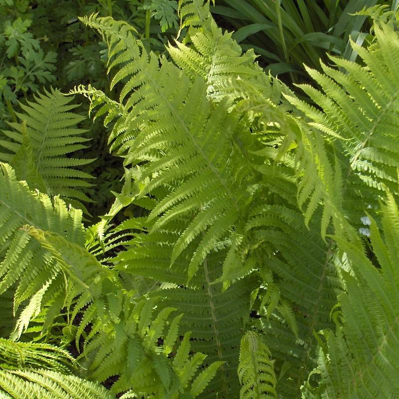 Dryopteris filix-mas Crispa Cristata - Fougère mâle Godet de 8/9 cm