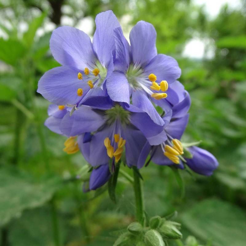 Polémoine bleue, Polemonium, Valériane à fleurs Bleue/ - feuillage Caduc - Godet - 5/20 cm - Imagen 1