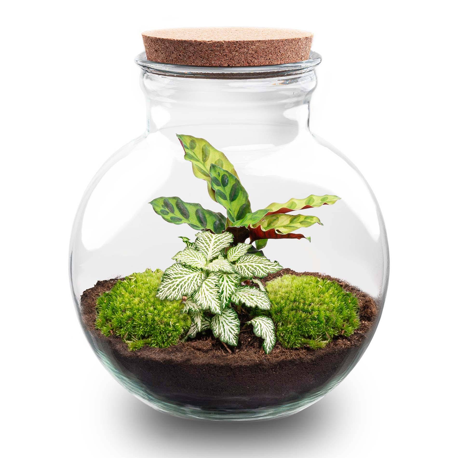 Terrarium à composer bouteille en verre recyclé - Ø25-H26cm - avec râteau et pelle - Calathea White - Terrarium DIY - Image 2