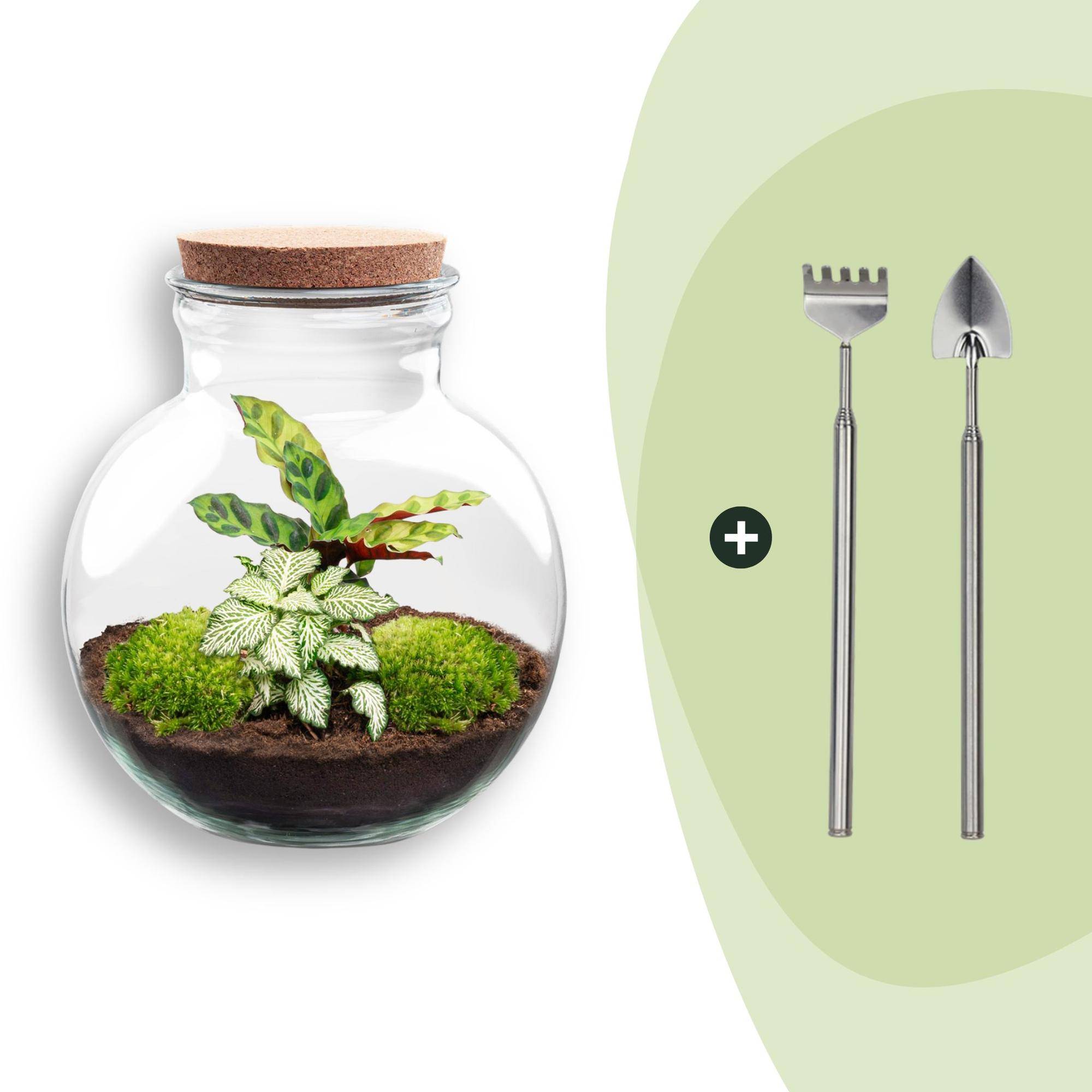 Terrarium à composer bouteille en verre recyclé - Ø25-H26cm - avec râteau et pelle - Calathea White - Terrarium DIY