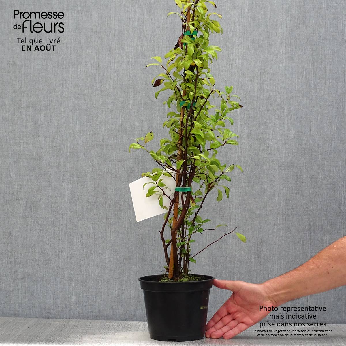 Cognassier du Japon Nivalis - Chaenomeles speciosa  Pot de 2L/3L - Image 2