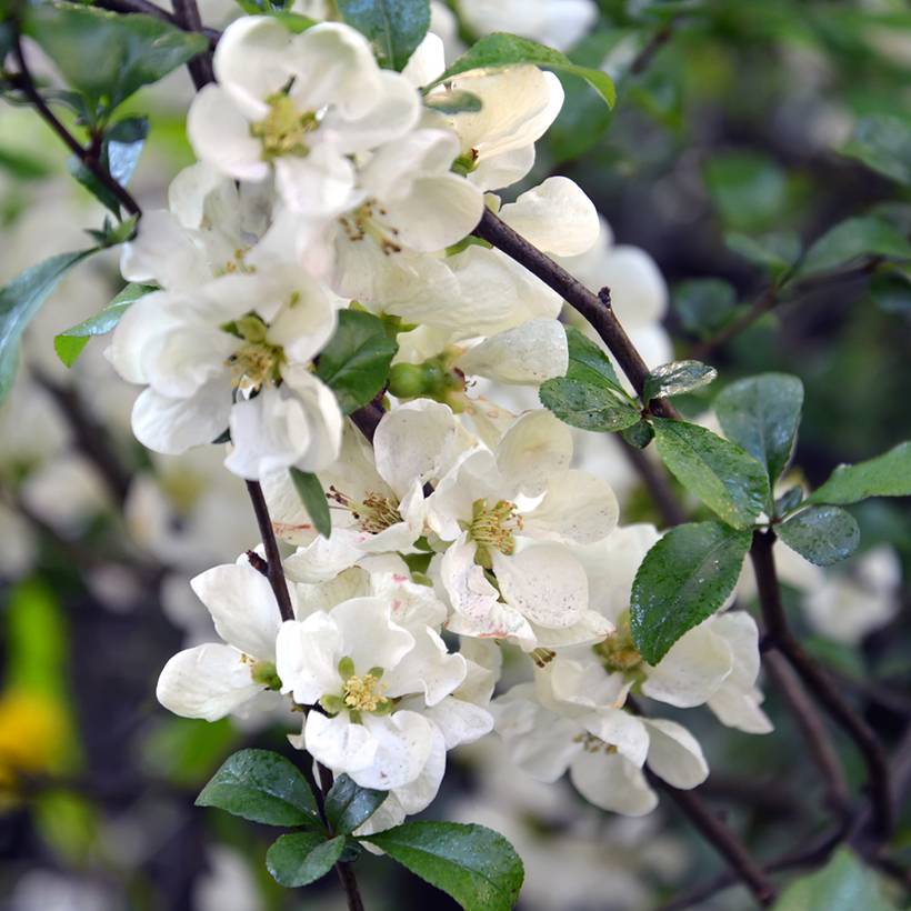Cognassier du Japon Nivalis - Chaenomeles speciosa  Pot de 2L/3L - Image 1