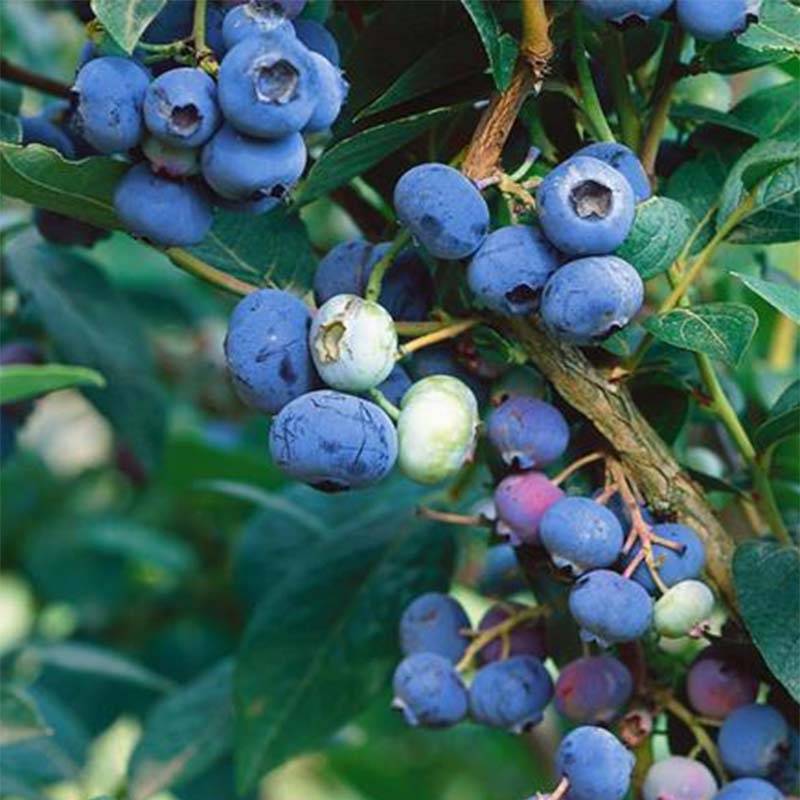 Promesse de Fleurs - Myrtillier Brigitta Blue Bio Pot de 1,5L/2L, Buisson