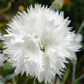 Dianthus plumarius Flore Pleno Albus - Oeillet migardise blanc double Godet de 8/9 cm