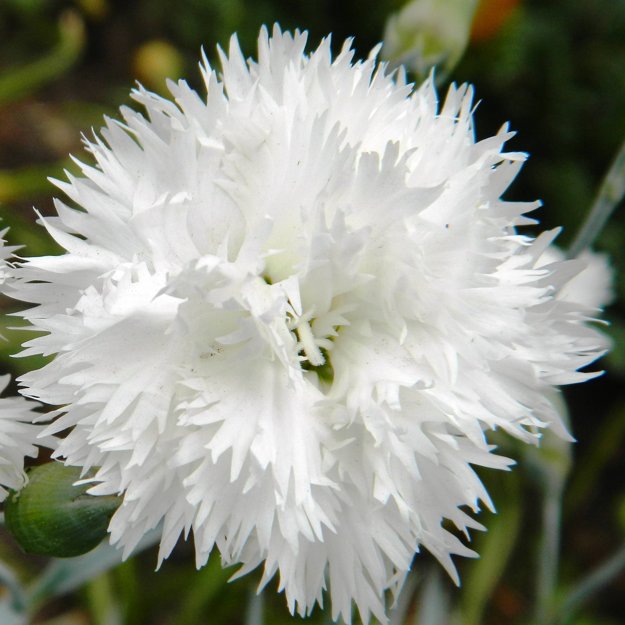 Dianthus plumarius Flore Pleno Albus - Oeillet migardise blanc double Godet de 8/9 cm