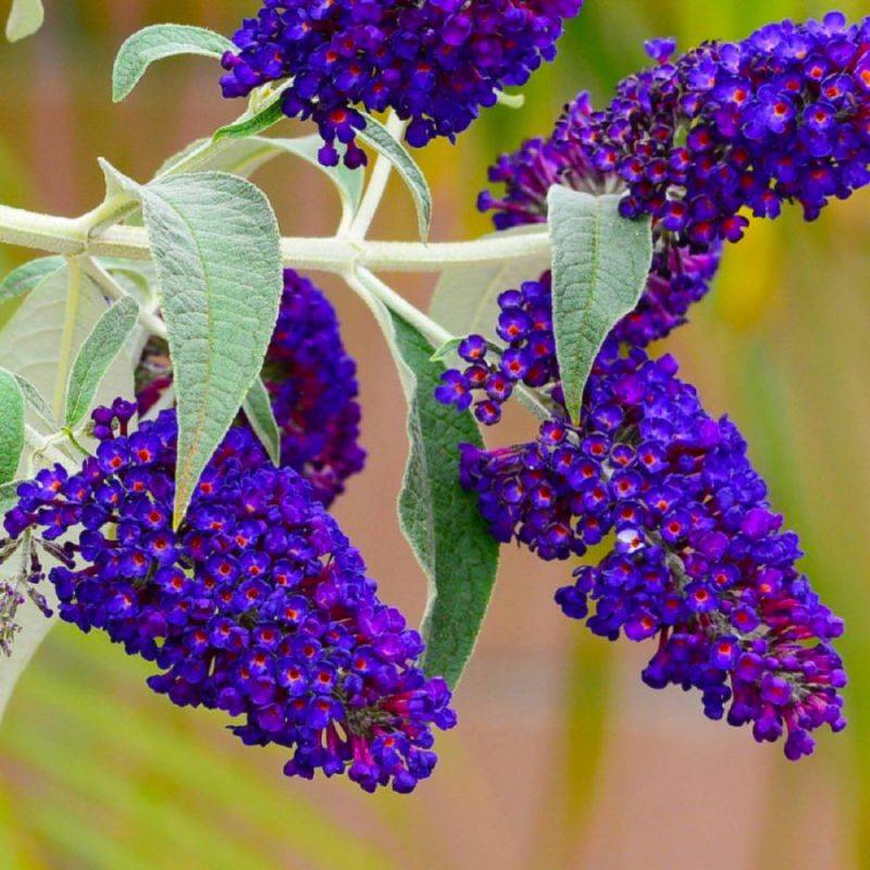 Arbre aux papillons 'Black Knight' (Buddleja davidii 'Black Knight') - Godet - Taille 20/40cm - Pépinières Naudet - Imagen 1