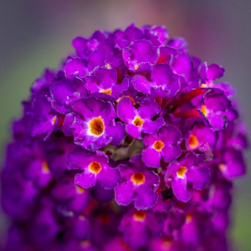 Arbre aux papillons 'Black Knight' (Buddleja davidii 'Black Knight') - Godet - Taille 20/40cm - Pépinières Naudet - Imagen 2