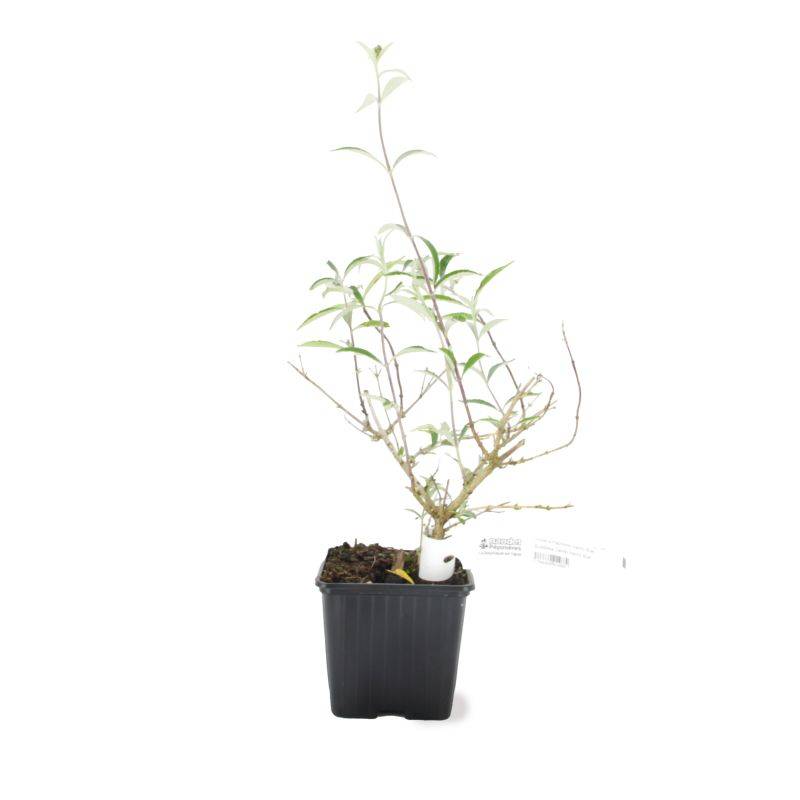 Arbre aux papillons 'Black Knight' (Buddleja davidii 'Black Knight') - Godet - Taille 20/40cm - Pépinières Naudet - Imagen 3
