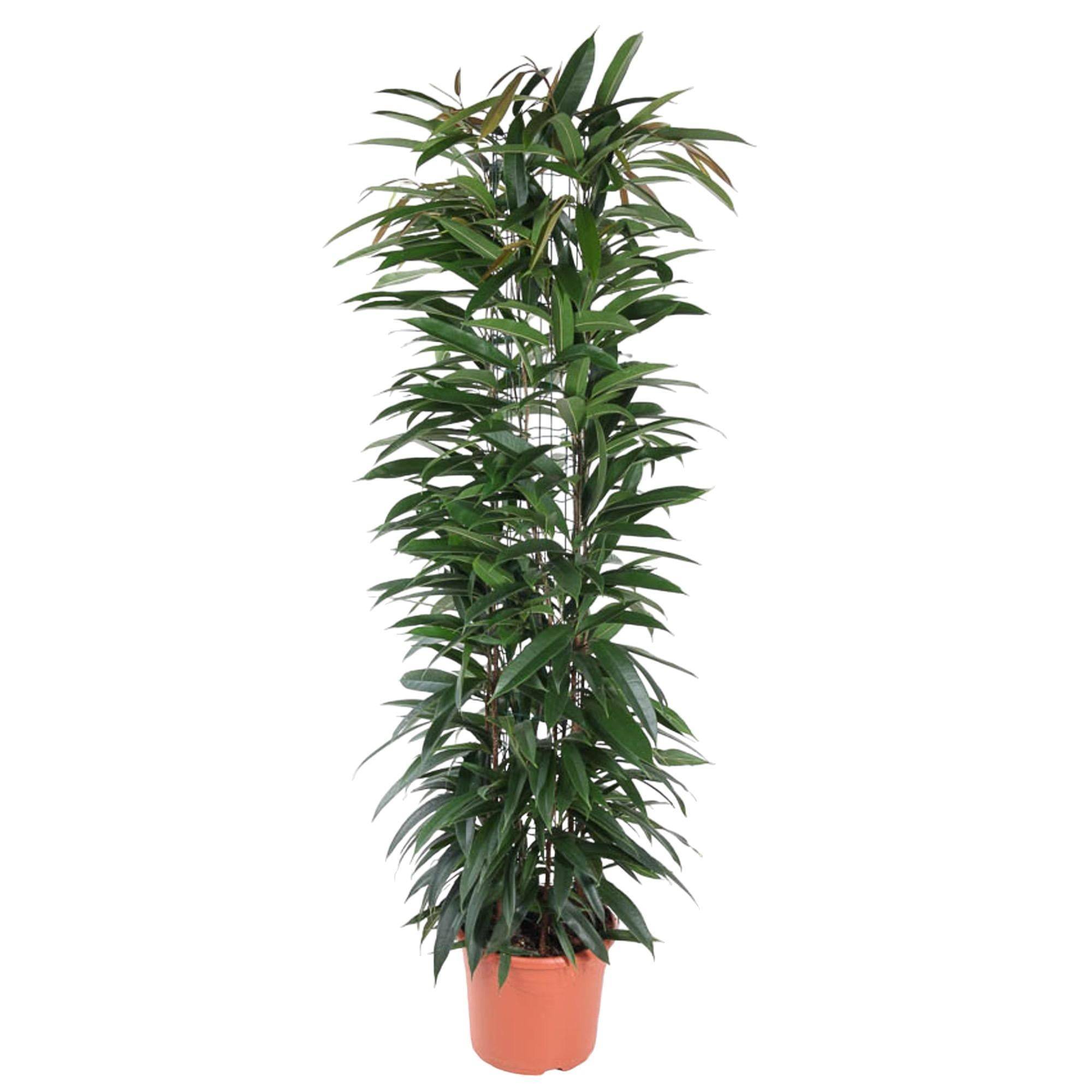 Ficus Alii King - 150 cm - ø29 150cm - Plante d'intérieur- La Green Touch - Image 3