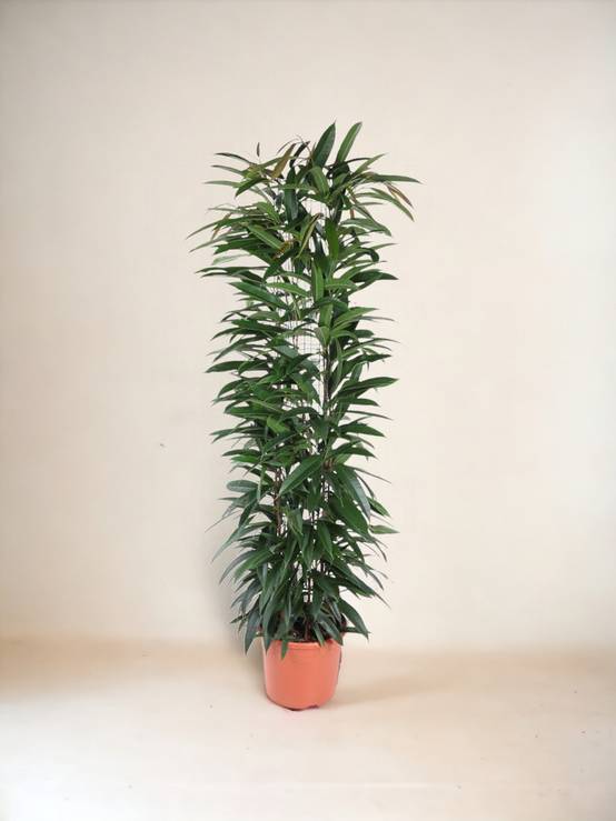Ficus Alii King - 150 cm - ø29 150cm - Plante d'intérieur- La Green Touch - Image 2