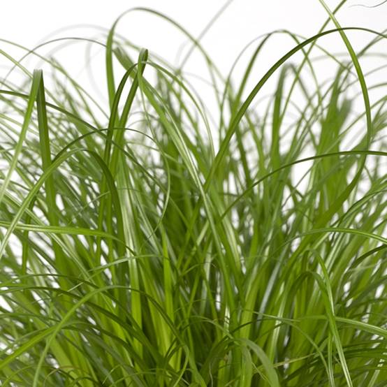 Herbe à chat 20cm - Plante d'intérieur- La Green Touch - Image 5