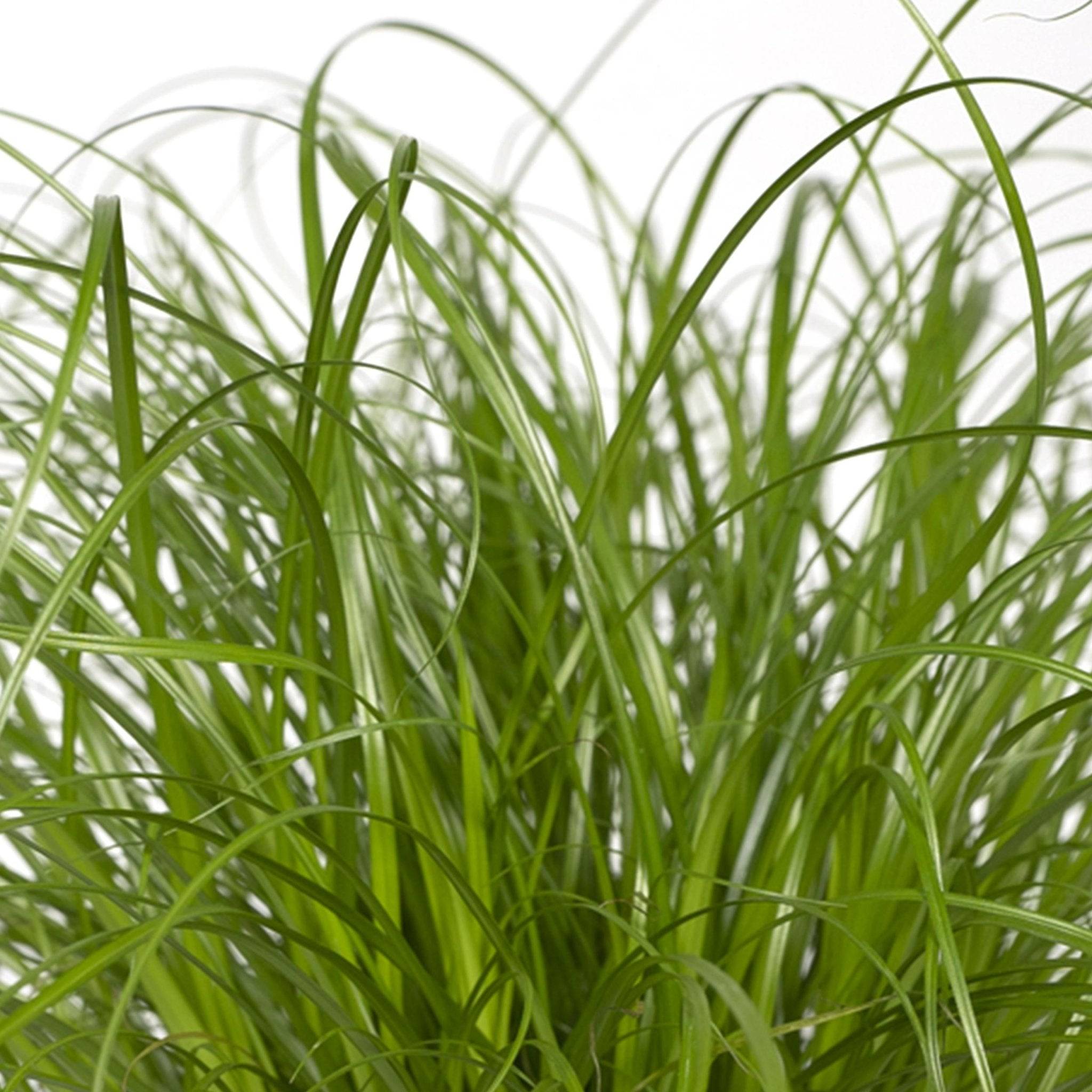 Herbe à chat 20cm - Plante d'intérieur- La Green Touch - Image 5