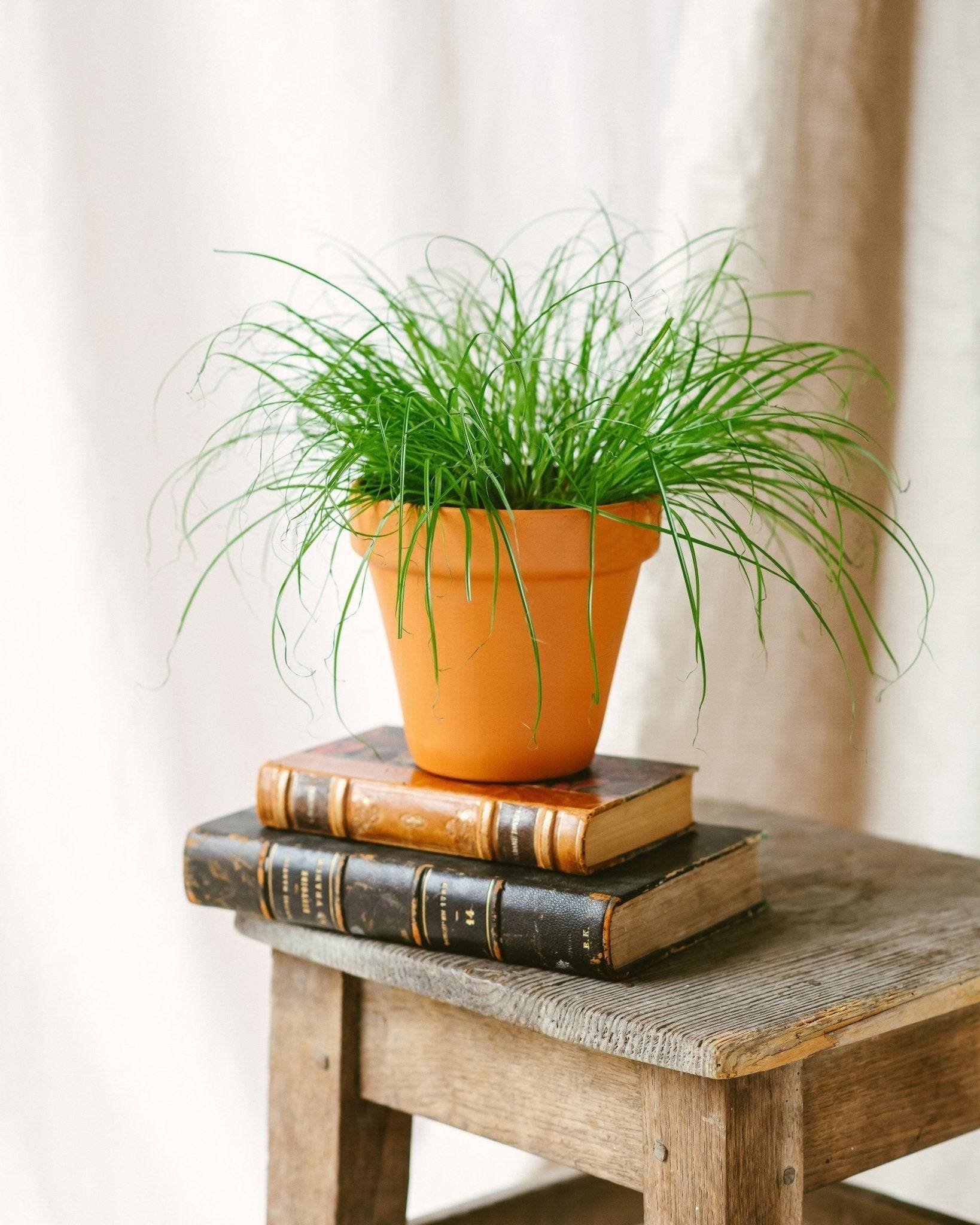 Herbe à chat 20cm - Plante d'intérieur- La Green Touch - Image 2