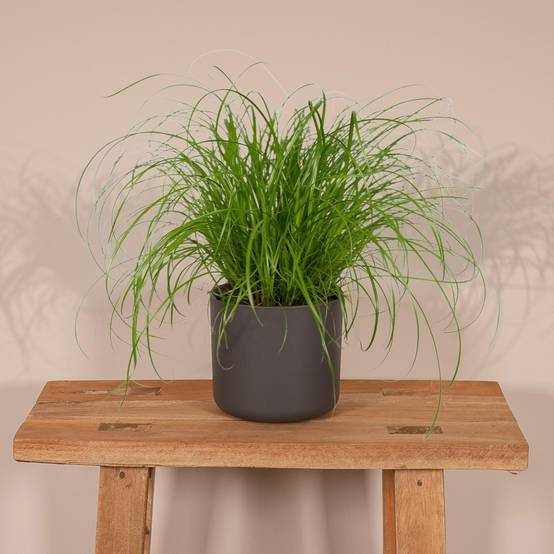 Herbe à chat 20cm - Plante d'intérieur- La Green Touch - Image 4