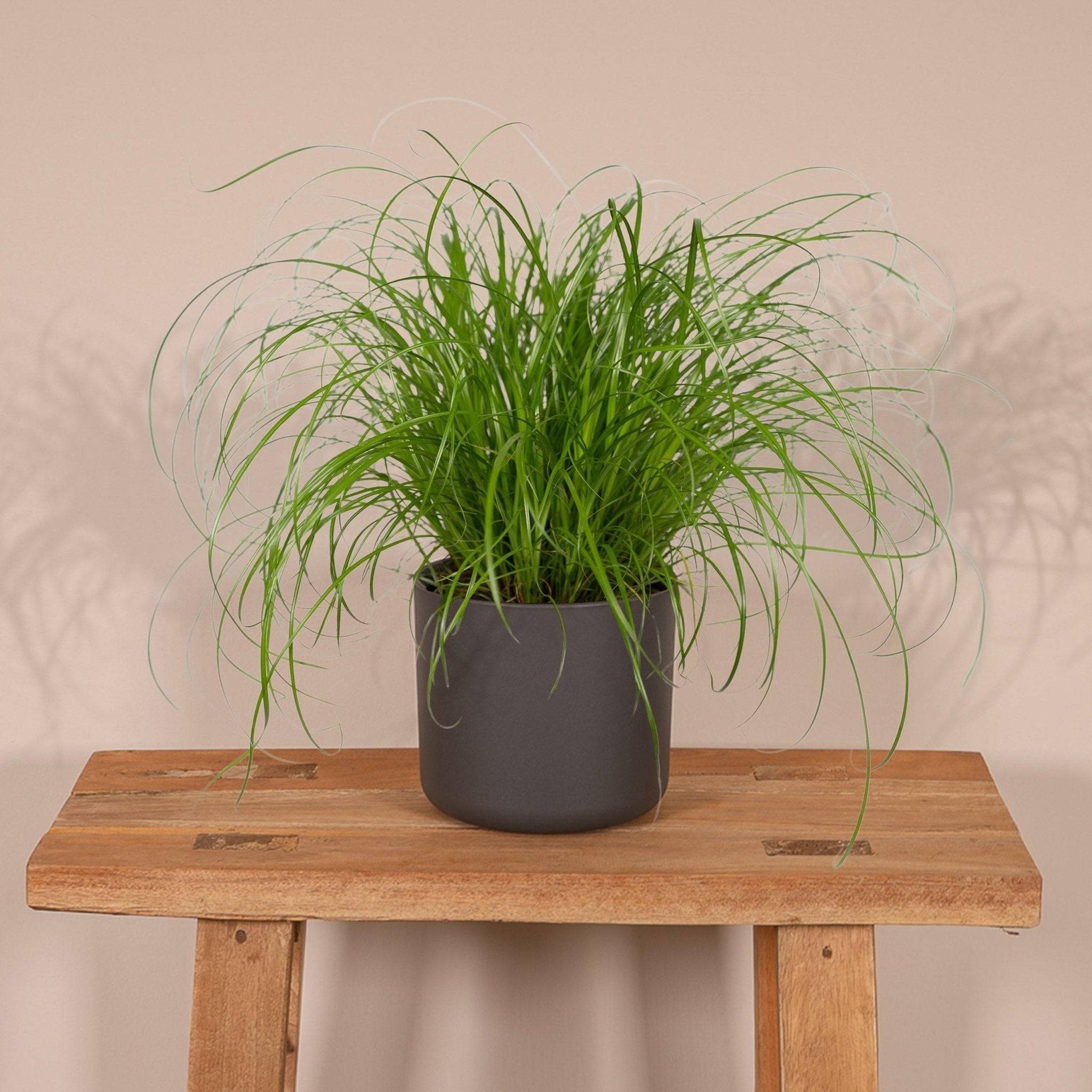 Herbe à chat 20cm - Plante d'intérieur- La Green Touch - Image 4