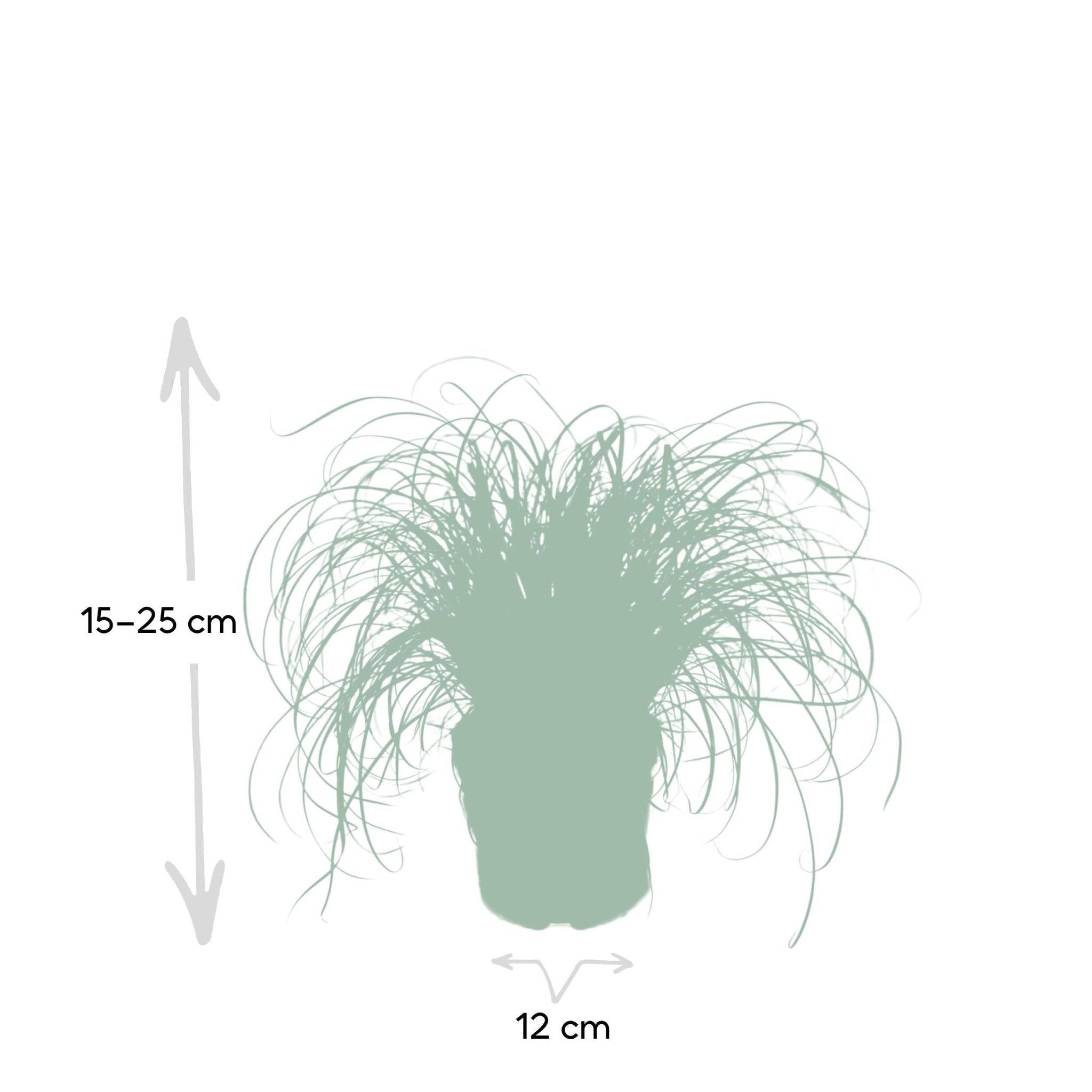 Herbe à chat 20cm - Plante d'intérieur- La Green Touch - Image 6