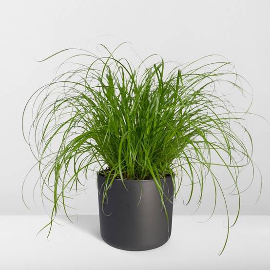 Herbe à chat 20cm - Plante d'intérieur- La Green Touch - Image 9