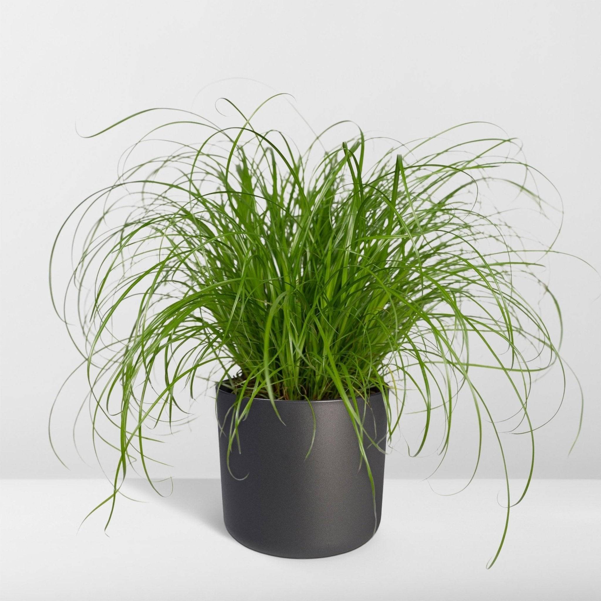 Herbe à chat 20cm - Plante d'intérieur- La Green Touch - Image 9