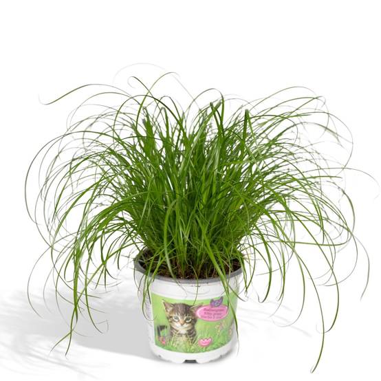 Herbe à chat 20cm - Plante d'intérieur- La Green Touch - Image 3