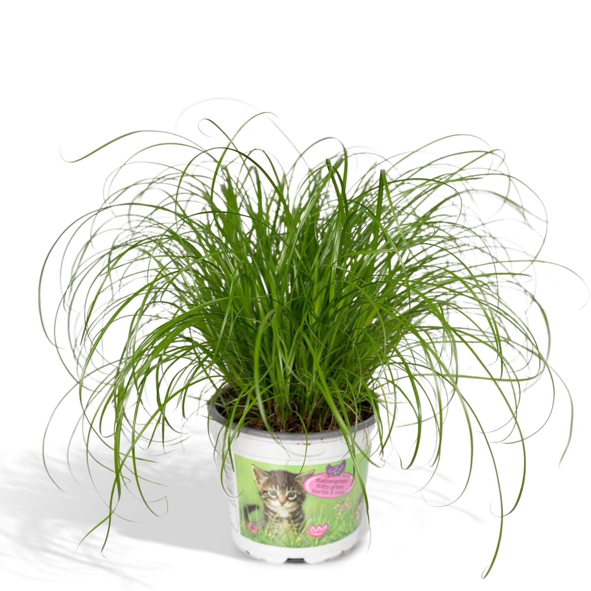 Herbe à chat 20cm - Plante d'intérieur- La Green Touch - Image 3