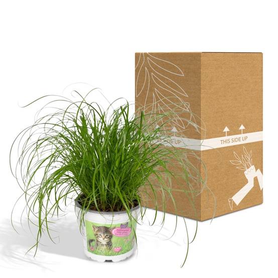 Herbe à chat 20cm - Plante d'intérieur- La Green Touch - Image 7