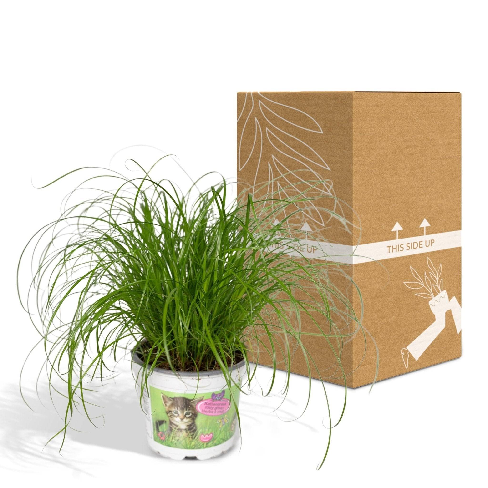 Herbe à chat 20cm - Plante d'intérieur- La Green Touch - Image 7