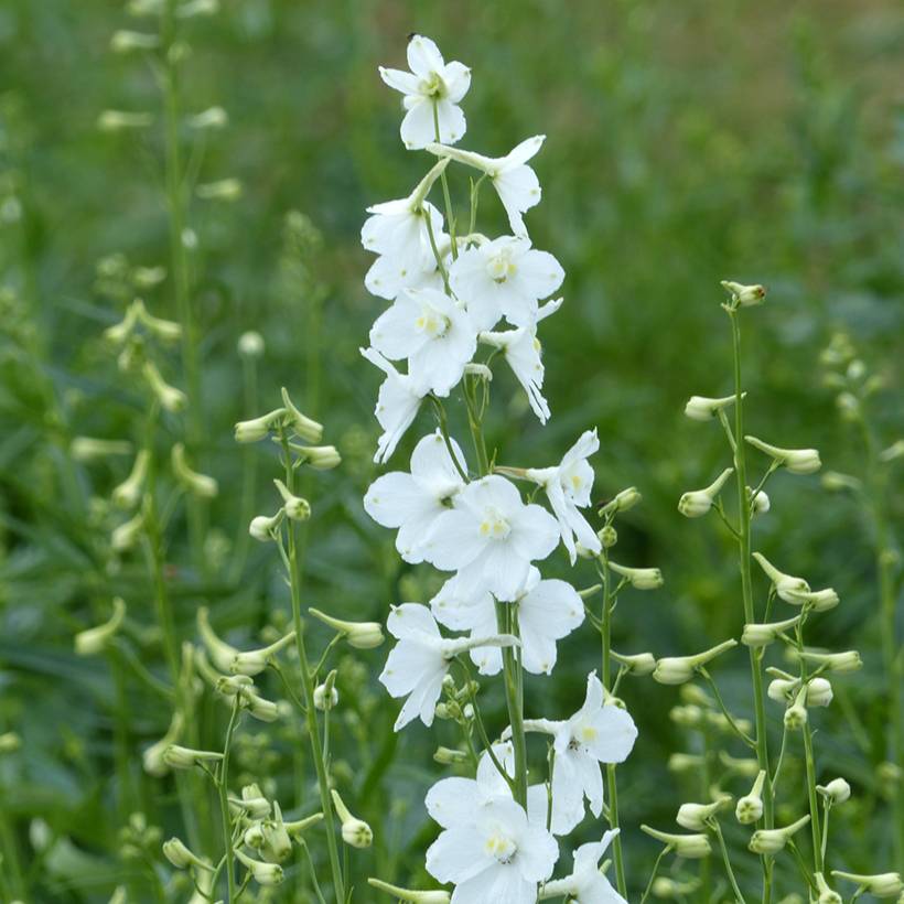 Graines de Delphinium belladonna Casablanca - Pied d'Alouette vivace le sachet de 50 graines environ