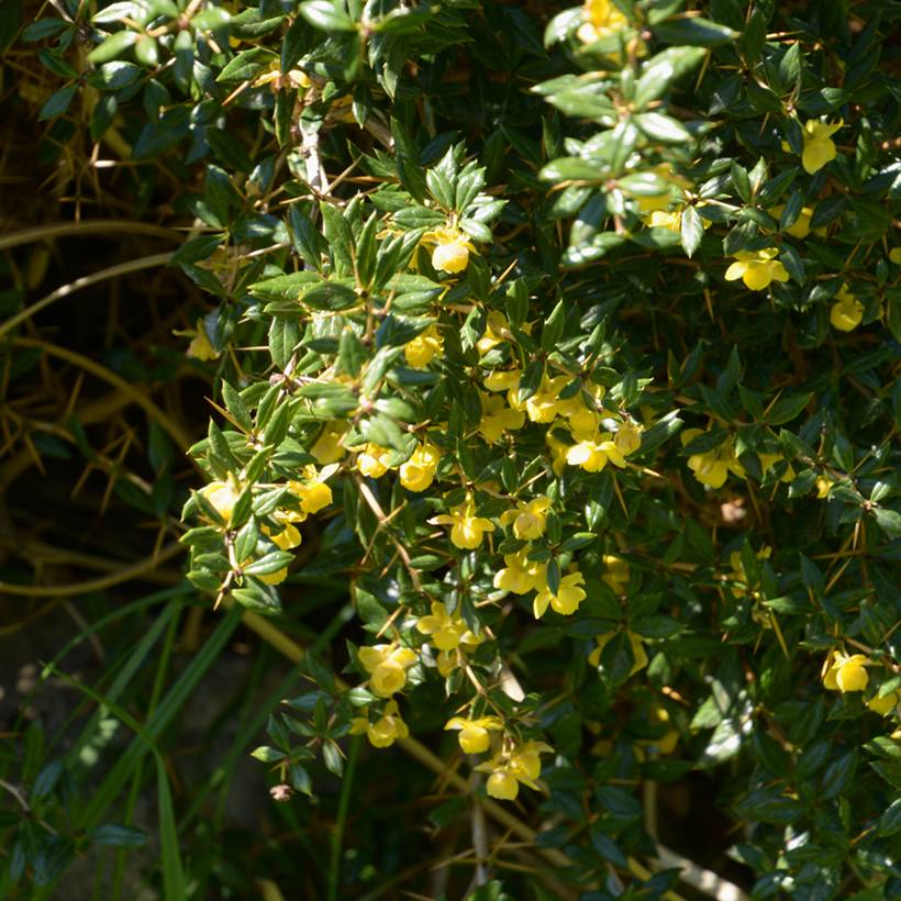 Promesse de Fleurs - Berberis frikartii Amstelveen - Epine-vinette de Frikart. Pot de 2L/3L