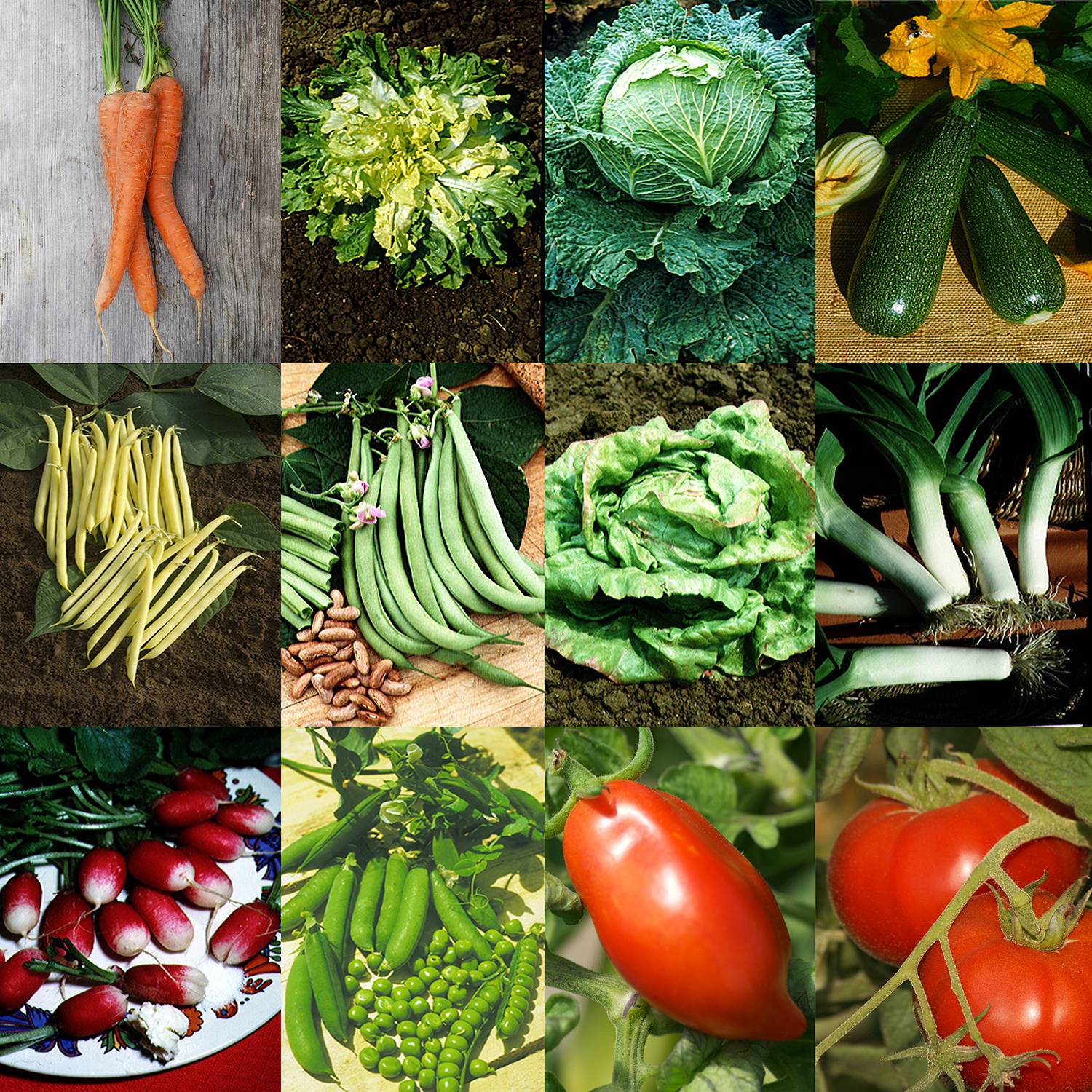 Collection Jardin productif - 12 variétés de légumes à fort rendement - Collection de 12 plantes