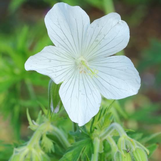 Promesse de Fleurs - Géranium vivace pratense Galactic - Géranium des près blanc Godet de 8/9 cm