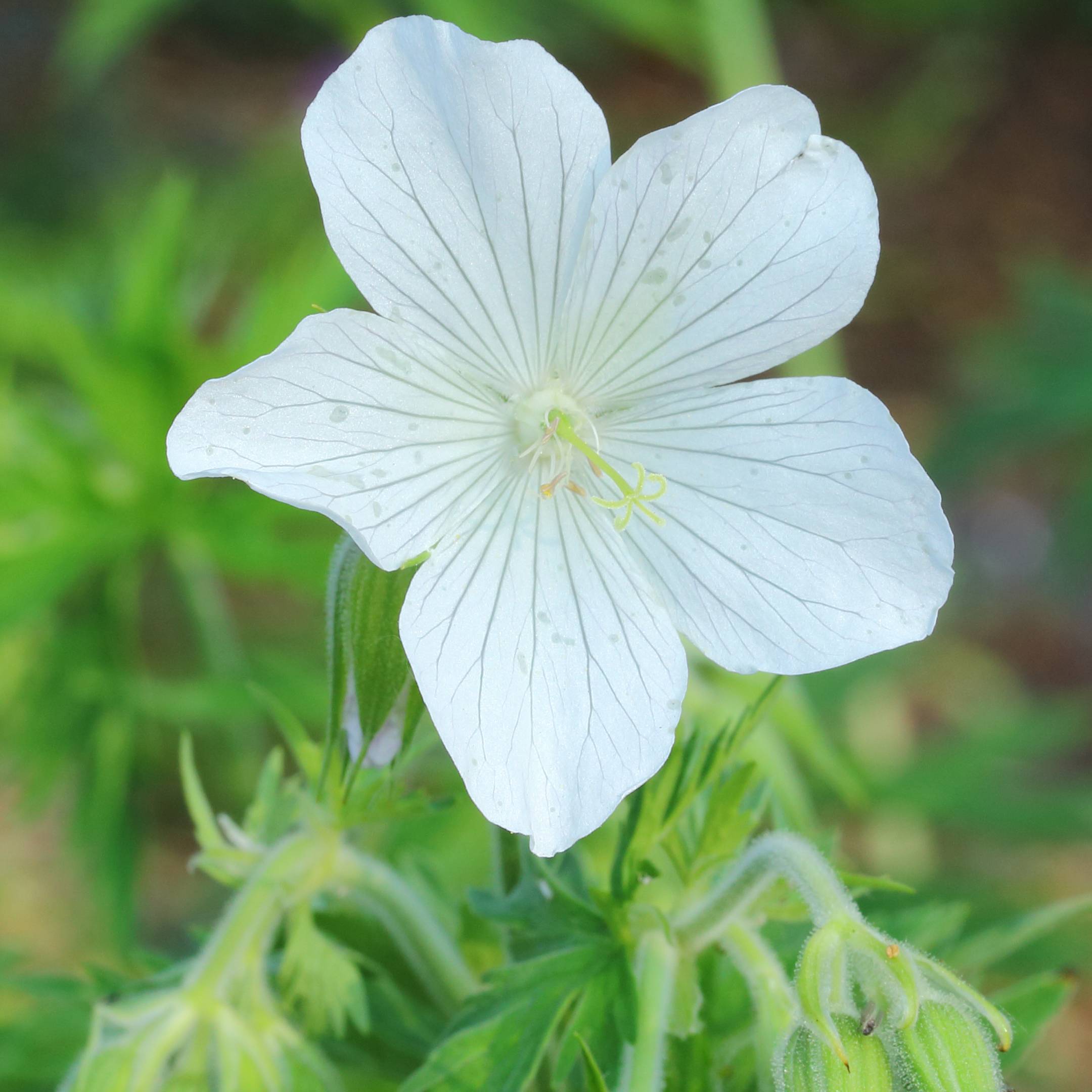 Promesse de Fleurs - Géranium vivace pratense Galactic - Géranium des près blanc Godet de 8/9 cm