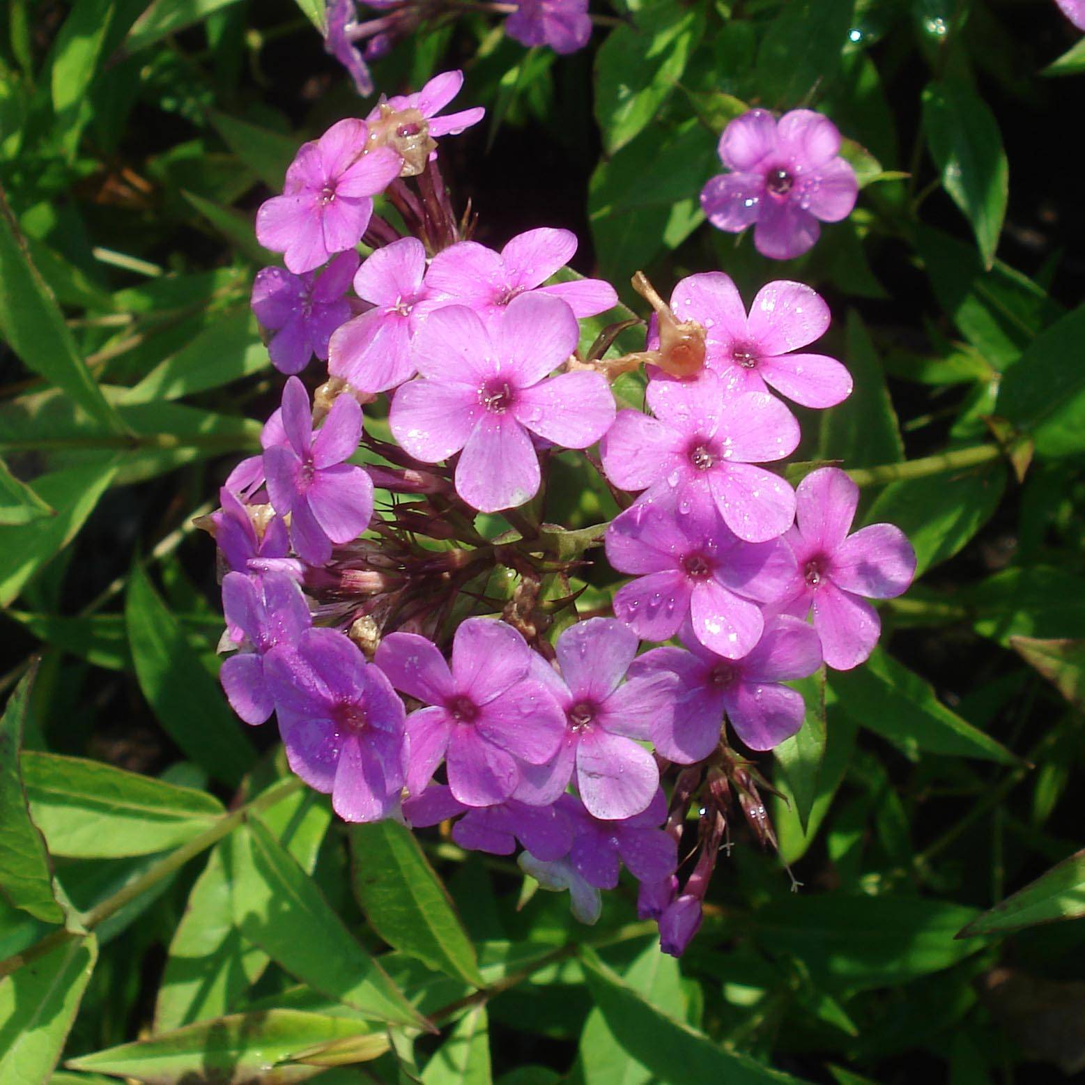 Phlox paniculata Hesperis Godet de 8/9 cm