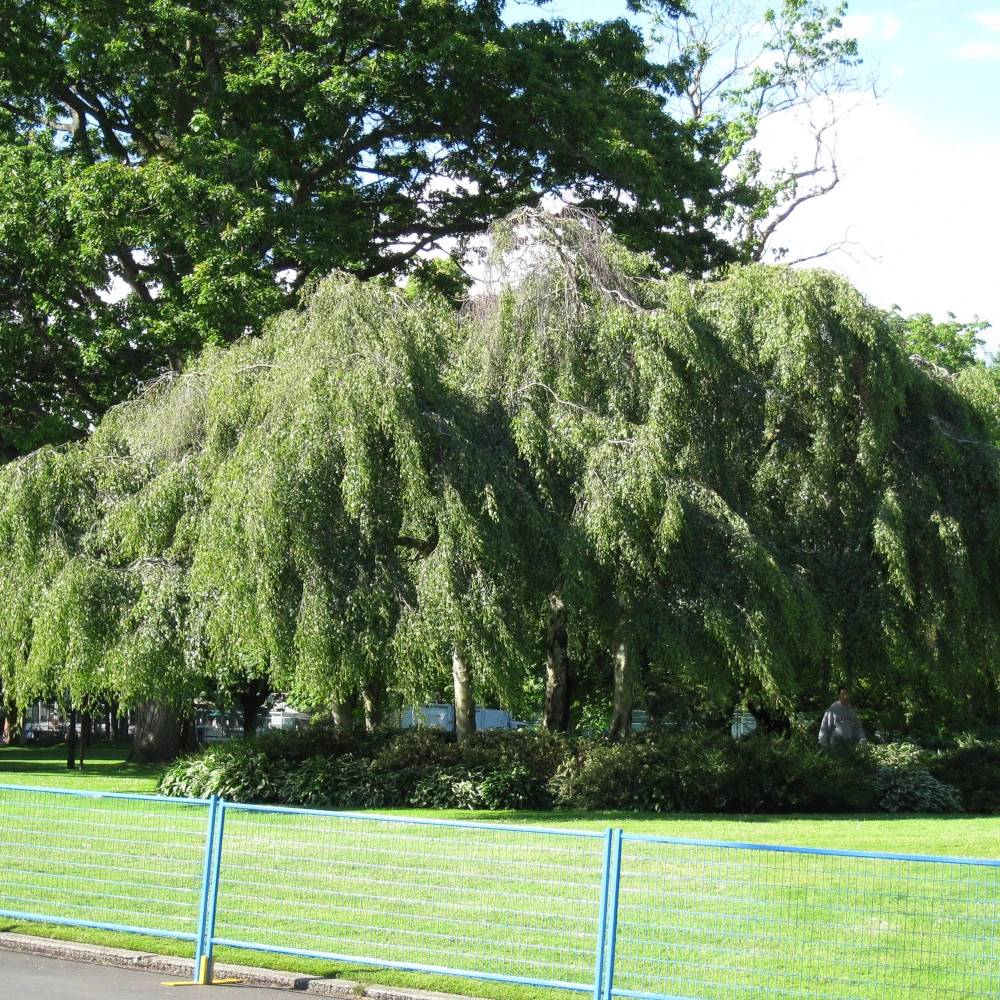 Bouleau verruqueux Youngii, Betula - Pot de 30L - Tige 12/14