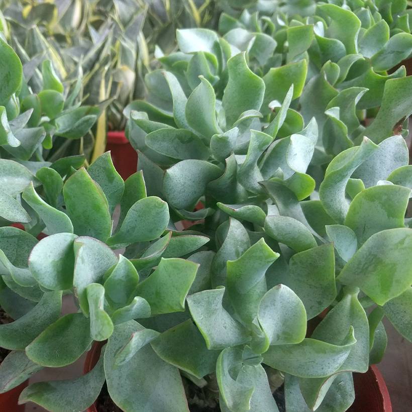 Promesse de Fleurs - Crassula arborescens Curly Grey Pot de 3L/4L