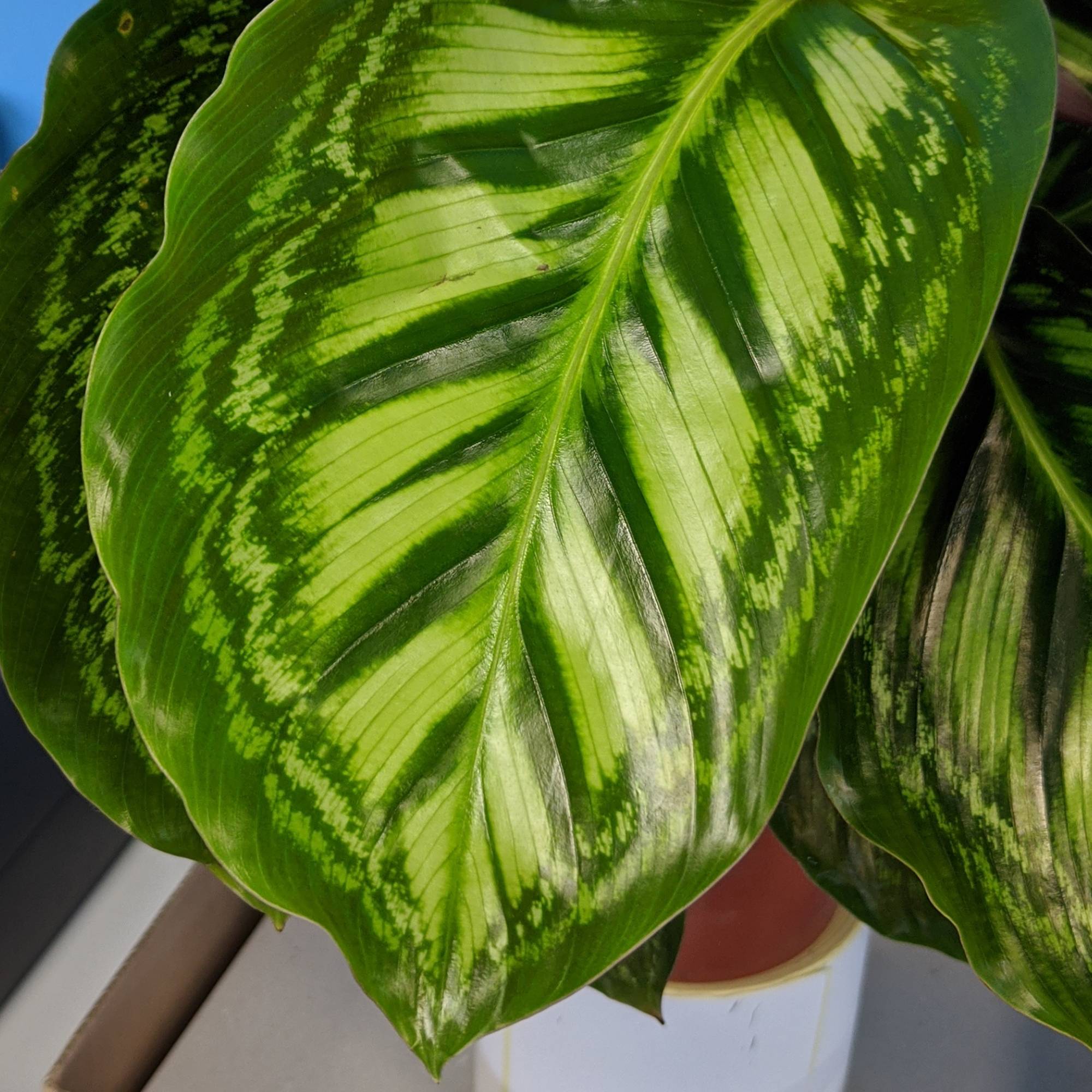 Gardenersdream - 1 X Calathea Flamestar À Feuilles Persistantes En Pot | Plante D'Intérieur Qualité Supérieure De 30 À 40 Cm - GardenersDream - Imagen 3