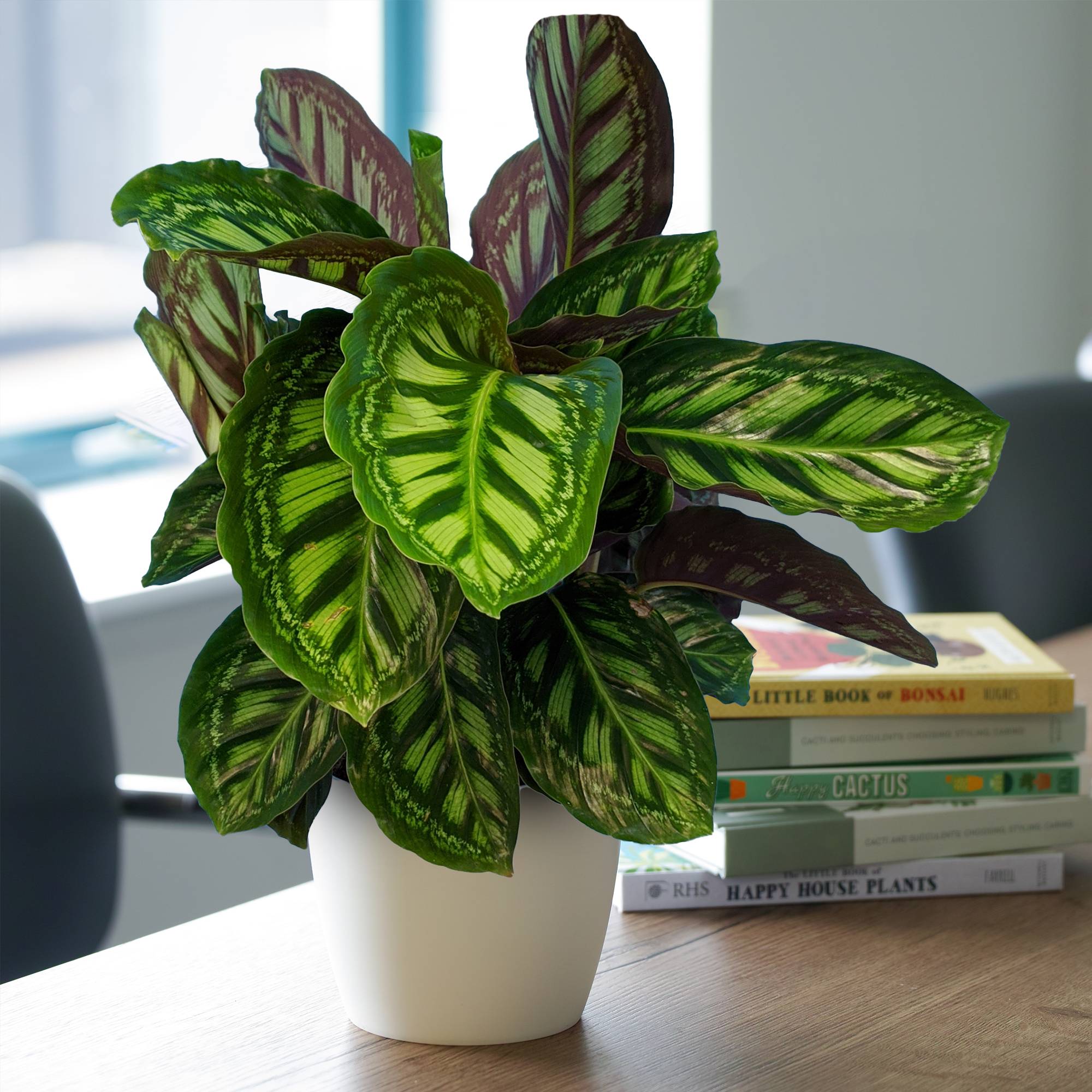Gardenersdream - 1 X Calathea Flamestar À Feuilles Persistantes En Pot | Plante D'Intérieur Qualité Supérieure De 30 À 40 Cm - GardenersDream - Imagen 1
