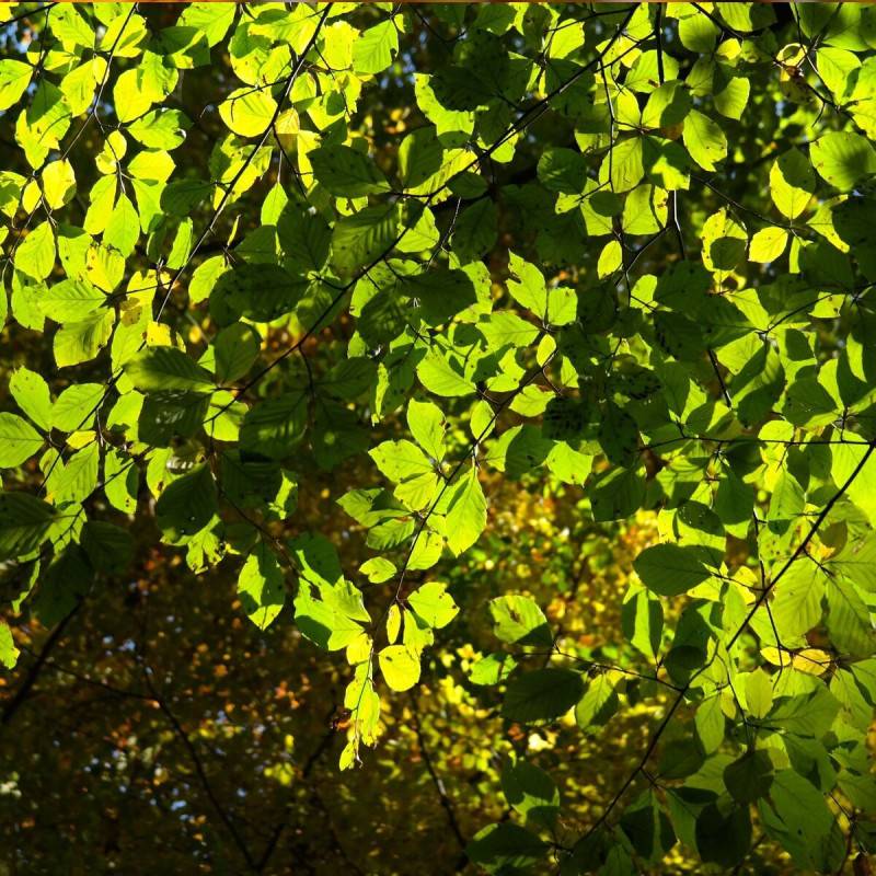 Hêtre lacinié, Fagus - Pot de 15L - Baliveau