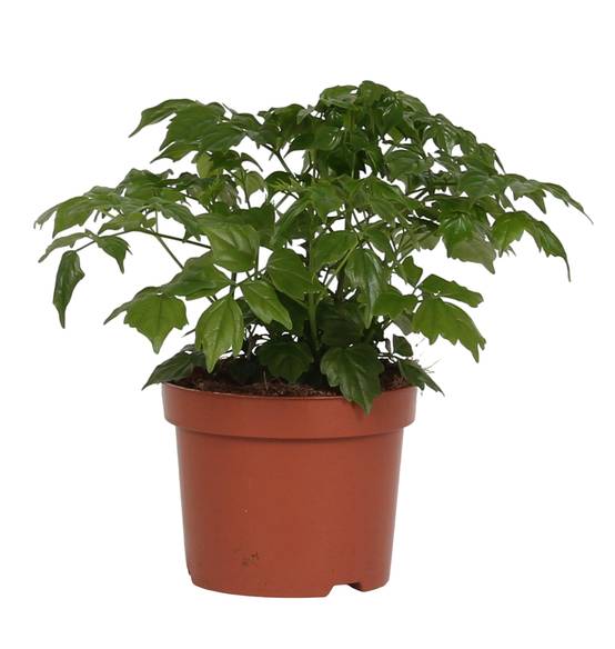 Rademachera Sinica 27cm - Plante d'intérieur- La Green Touch