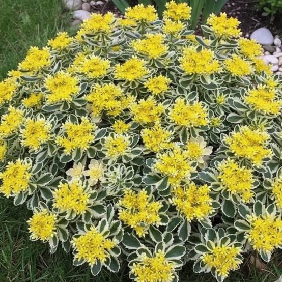 Orpin takesimense, Sedum à fleurs Jaune/ - feuillage Persistant - Godet - 5/20 cm