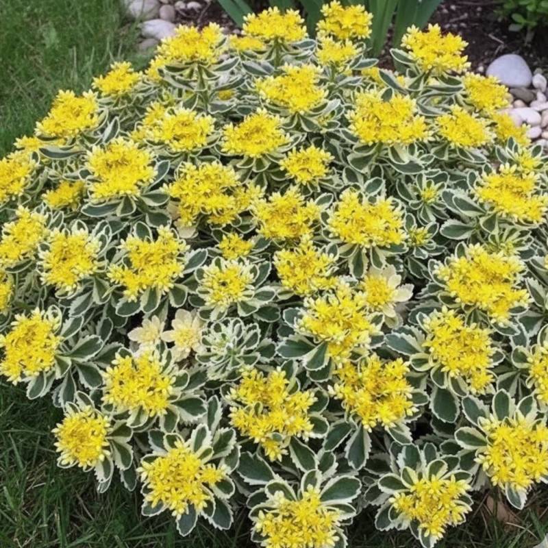 Orpin takesimense, Sedum à fleurs Jaune/ - feuillage Persistant - Godet - 5/20 cm