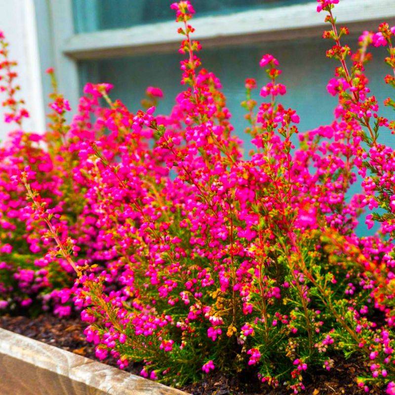 10 Groseilliers à fleurs (Ribes sanguineum) - Haie de Groseillier à fleurs -  - Pépinières Naudet - Imagen 2